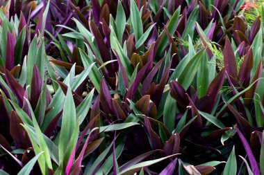 Tekne zambağı, İstiridye Zambağı, İstiridye Bitkisi, Beyaz Çiçekli Tradescantia