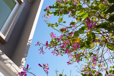 Bauhinia purpurea tree with pink flower