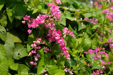 Meksikalı sürüngen, aşk zinciri çiçek, mercan asması.