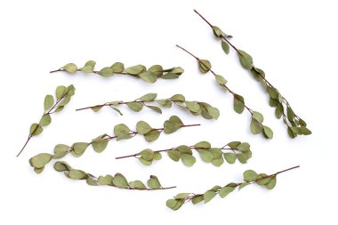 Beyaz fırında kurumuş okaliptüs yaprakları..