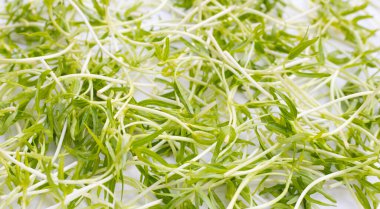 Water spinach sprouts. Organic vegetables