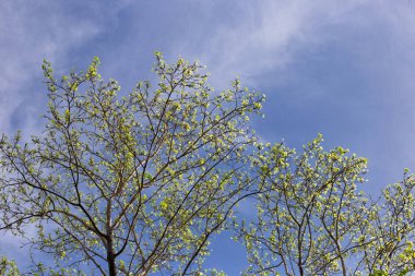 Mavi gökyüzü olan ağaç dalları