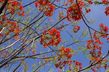 Barbados gurur çiçeği veya cüce puantiyesi, çiçek çiti, cennet çiçeği, tavus kuşunun arması, barbadoların gururu