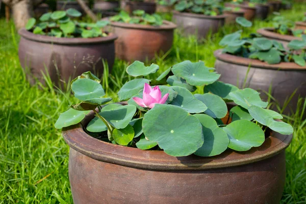 stock image Beautiful water lily. Lotus water plant in a pot