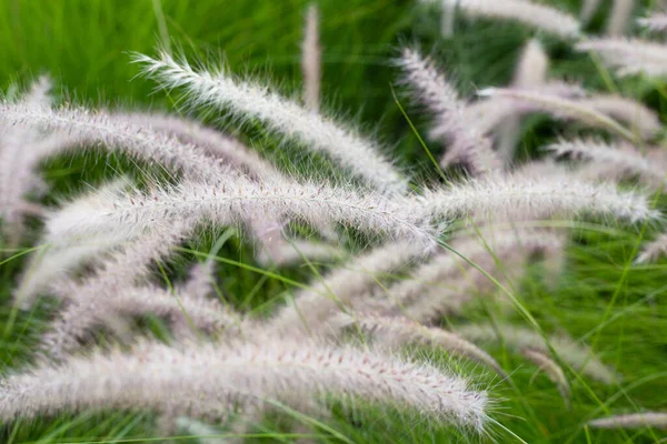 Fountain Grass Pennisetum Alopecuroides — Foto de Stock
