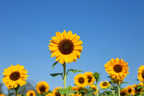 Sunflower Field Blue Sky Beautiful Summer Landscape — Stock Fotó