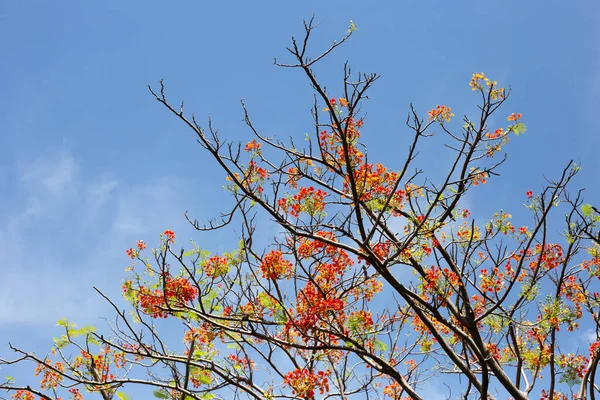 Barbados Flor Orgullo Poinciana Enana Cerca Flores Flor Del Paraíso — Foto de Stock