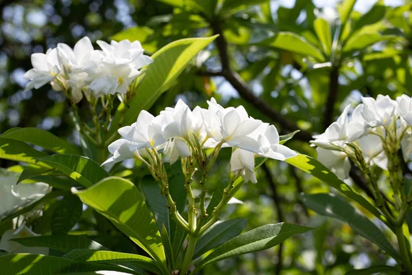 Plumeria Frangipani Flower Tropical Tree — Photo