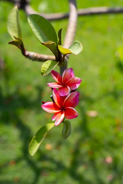 Plumeria Frangipani Flower Tropical Tree — Stockfoto