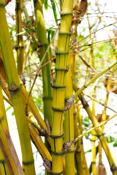 庭の黄色い竹 Bambusa Vulgaris — ストック写真
