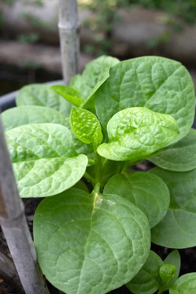 Ceylon Spinach Basella Rubra Linn — Photo
