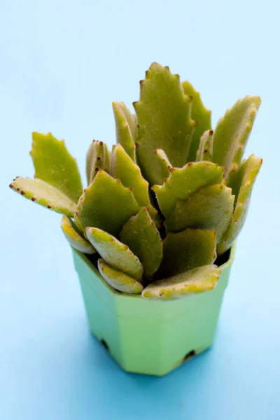 Succulent Plant Pot Blue Background — Stok Foto