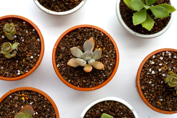 Succulent Plant Pots White Background — Stok Foto