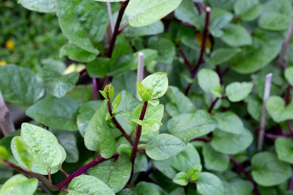 Ceylon Spinach Basella Rubra Linn — стоковое фото