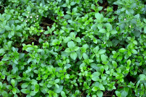 Свіже Зелене Листя Стевії Рослини — стокове фото