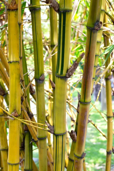 Gelber Bambus Bambusa Vulgaris Garten — Stockfoto