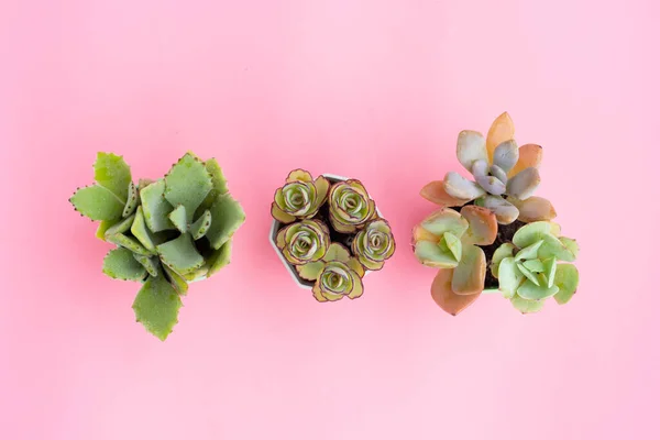 Planta Suculenta Vasos Sobre Fundo Rosa — Fotografia de Stock