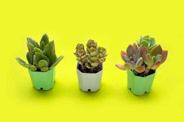 Succulent plant in pots on green background.