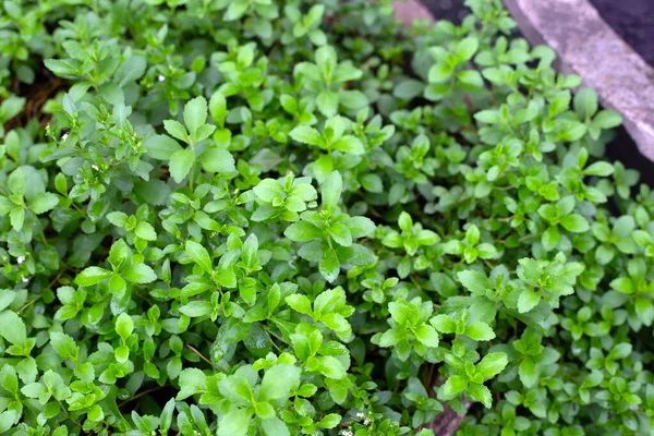Taze Yeşil Yapraklı Stevia Bitkisi — Stok fotoğraf