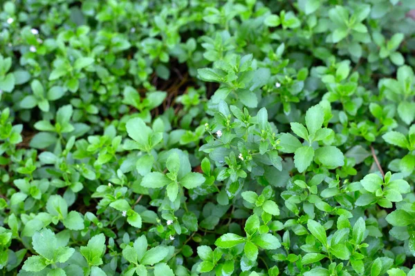 Fresh Green Leaves Stevia Plant — Φωτογραφία Αρχείου