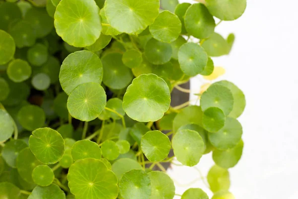 Fresh Green Centella Asiatica Plant — Stock Photo, Image