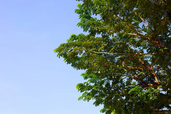 Rain Tree Leaves Samanca Saman Jacq Merr — Foto Stock