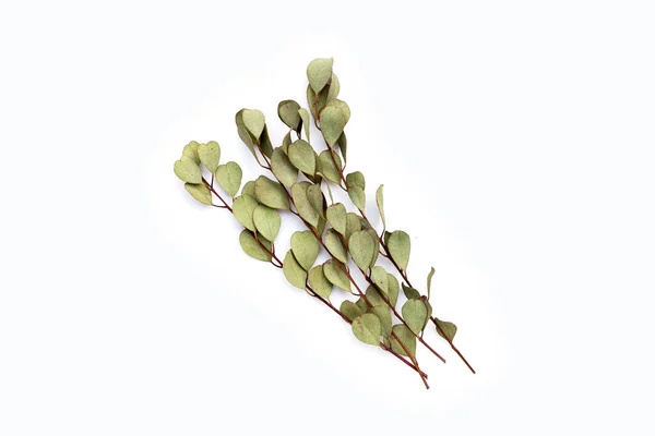 Folhas Eucalipto Secas Pastagem Branca — Fotografia de Stock
