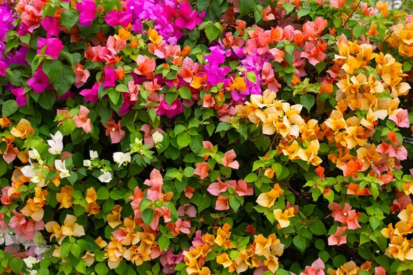 Beautiful Bougainvillea Flowers Green Leaves — Foto de Stock