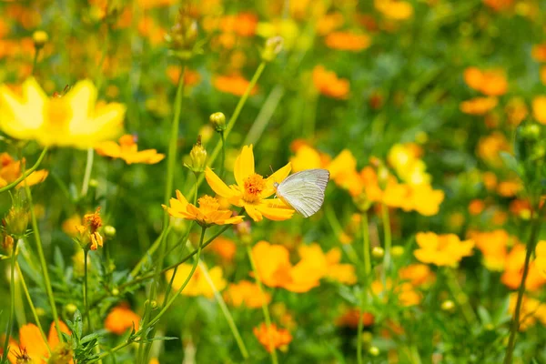 Schmetterling Mit Schwefel Kosmos Oder Gelbe Kosmos Blume — Stockfoto