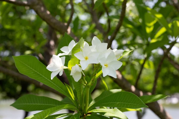 白色的水仙花或羊草花 热带树木 — 图库照片