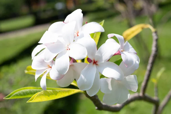 Biała Plumeria Lub Kwiat Frangipani Drzewo Tropikalne — Zdjęcie stockowe
