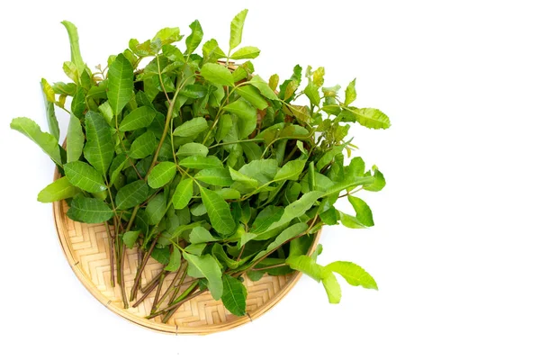 stock image Brazilian peppertree leaves on white background.