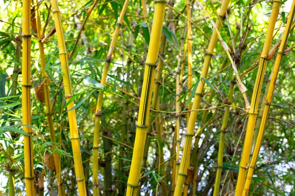 Gelber Bambus Bambusa Vulgaris Garten — Stockfoto