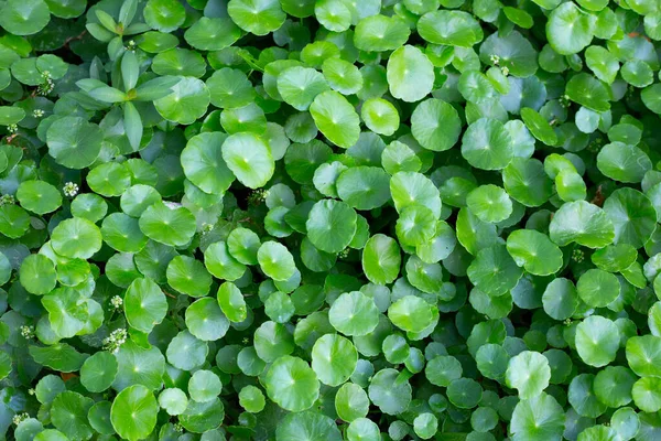 Centella Asiatica Gotu Kola Fresco Verde Foglie Erbe Sfondo — Foto Stock