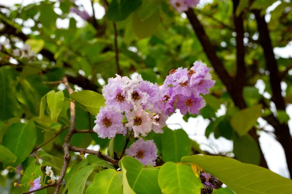 Thai Bungor Tree Lagerstroemia Loudonii Teijsm Binn — Stock Photo, Image