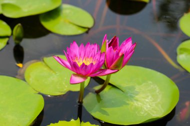 Güzel pembe su zambağı. Lotus çiçeği.