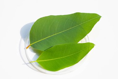 Beyaz arka plandaki petri kabında taze okaliptüs yaprakları..