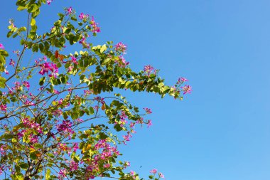Bauhinia purpurea tree with pink flower