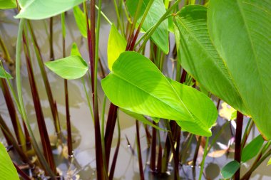 Timsah Bayrağı, Su Kaynağı (Thalia geniculata L.)