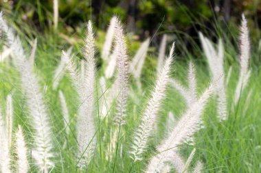 Çeşme otu veya pennisetum alopecuroides