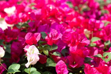 Beautiful bougainvillea flowers with green leaves