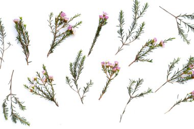 Beyaz arkaplanda pembe beyaz balmumu çiçeği.