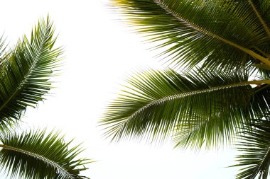 Mavi gökyüzü olan hindistan cevizi palmiyeleri
