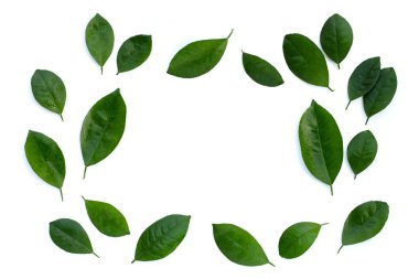 Citrus beyaz arkaplanda yapraklar bırakır. Üst görünüm