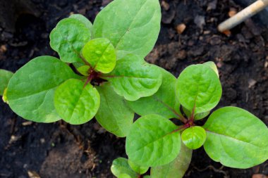 Seylan ıspanağı veya basella yakut linn