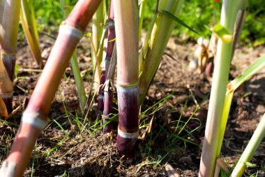 Bahçede şeker kamışı bitkisi