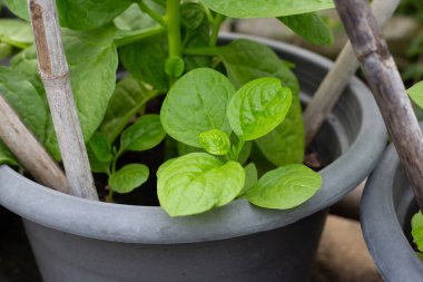 Seylan ıspanağı veya basella yakut linn