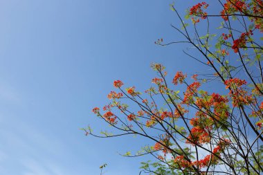 Barbados gurur çiçeği veya cüce puantiyesi, çiçek çiti, cennet çiçeği, tavus kuşunun arması, barbadoların gururu