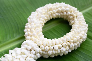 Tayland beyaz yasemin çiçeği çelengi