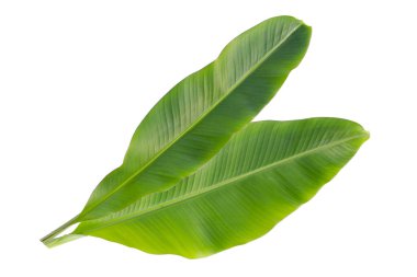 Beyaz arka plan üzerinde taze muz yaprakları.